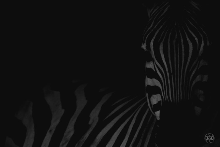 Zebra pequeña africa copia